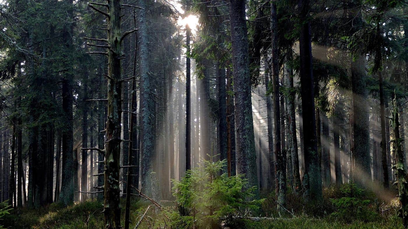 Forest With Sunlight, Inspirational